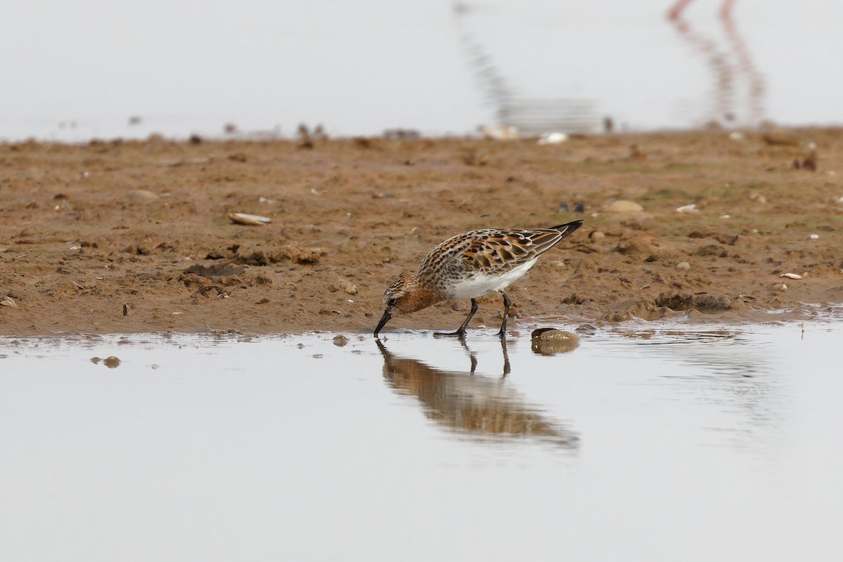 Rotkehl-Strandläufer - ML619071432