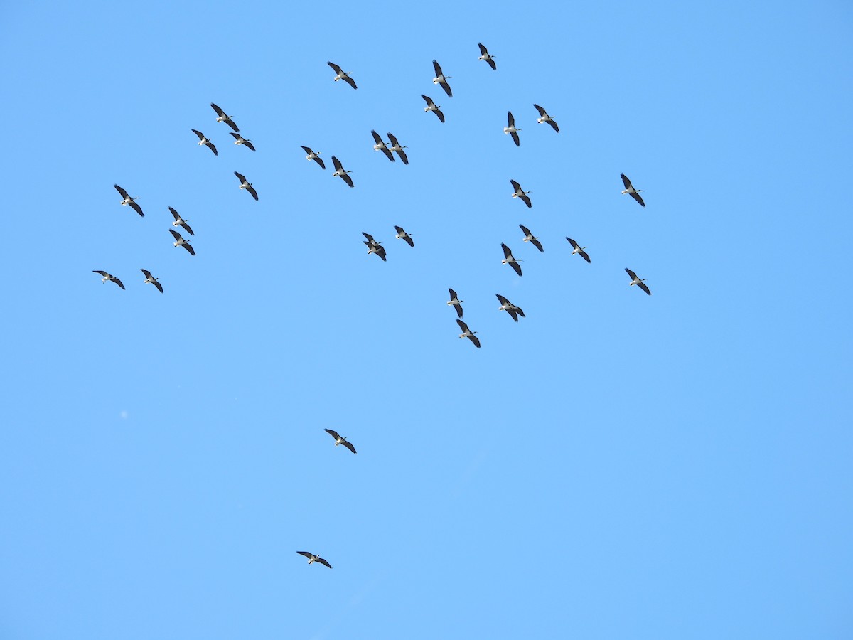 Straw-necked Ibis - Leonie Beaulieu