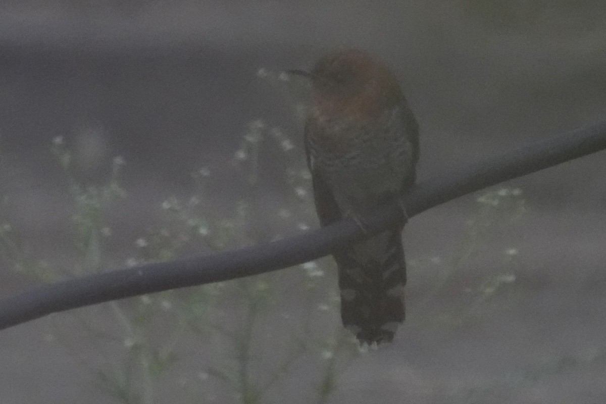 Gray-bellied Cuckoo - ML619071448