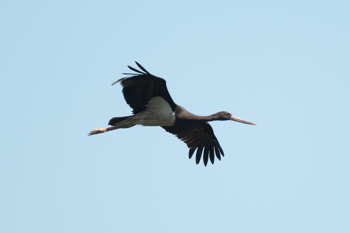 Black Stork - Omer Toy