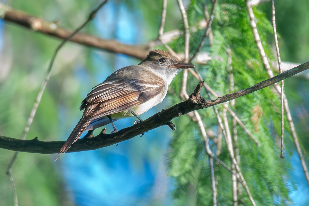 Great Crested Flycatcher - ML619071469