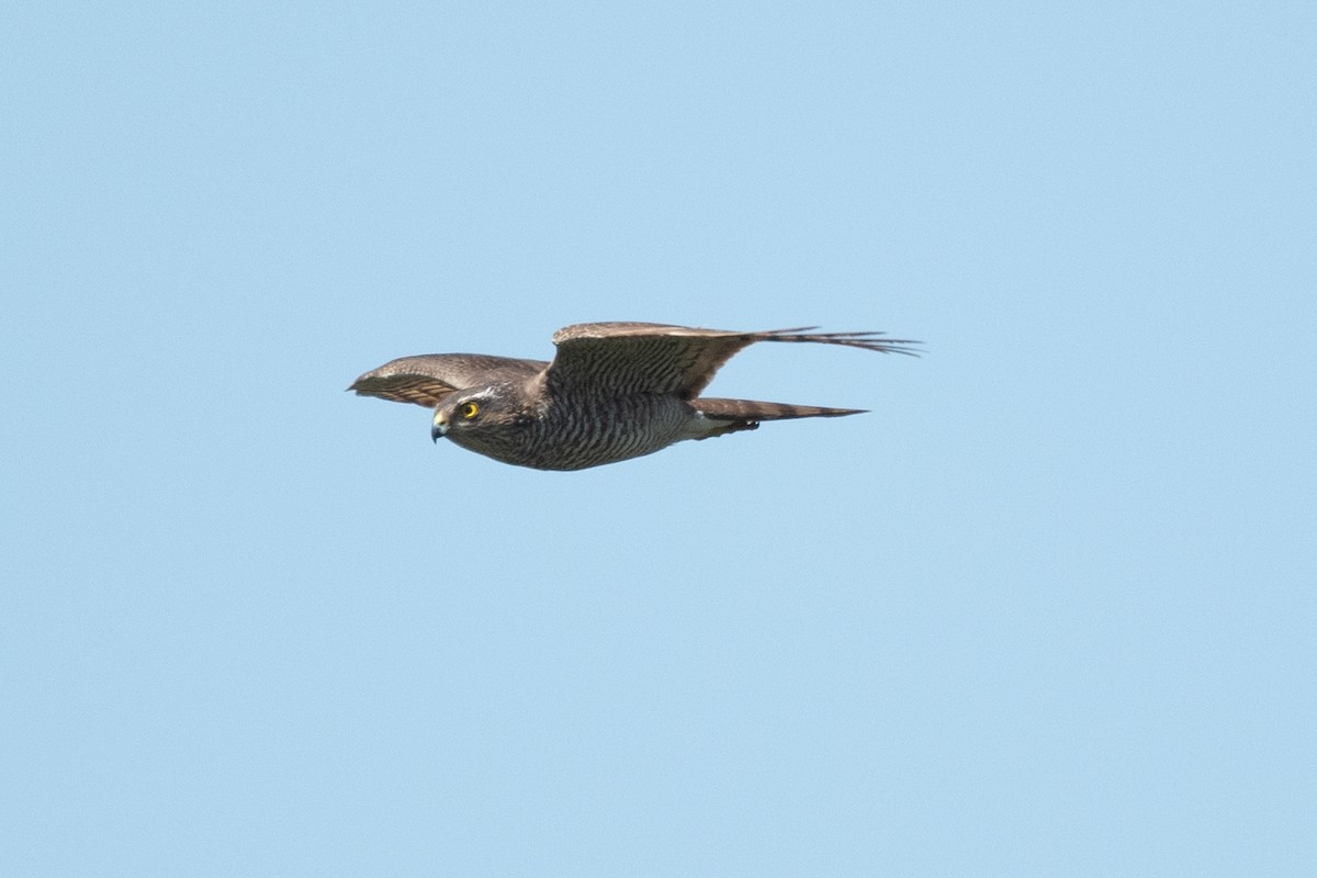 Eurasian Sparrowhawk - ML619071493