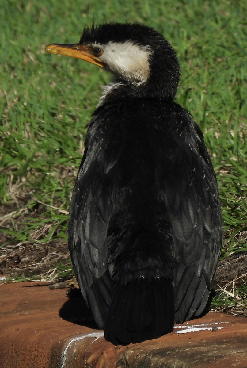 Little Pied Cormorant - ML619071494