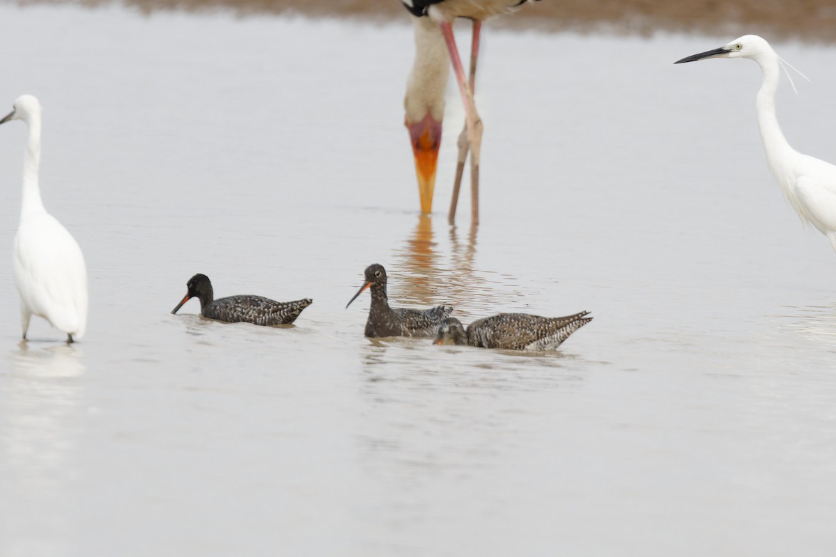 Spotted Redshank - Paul Passant