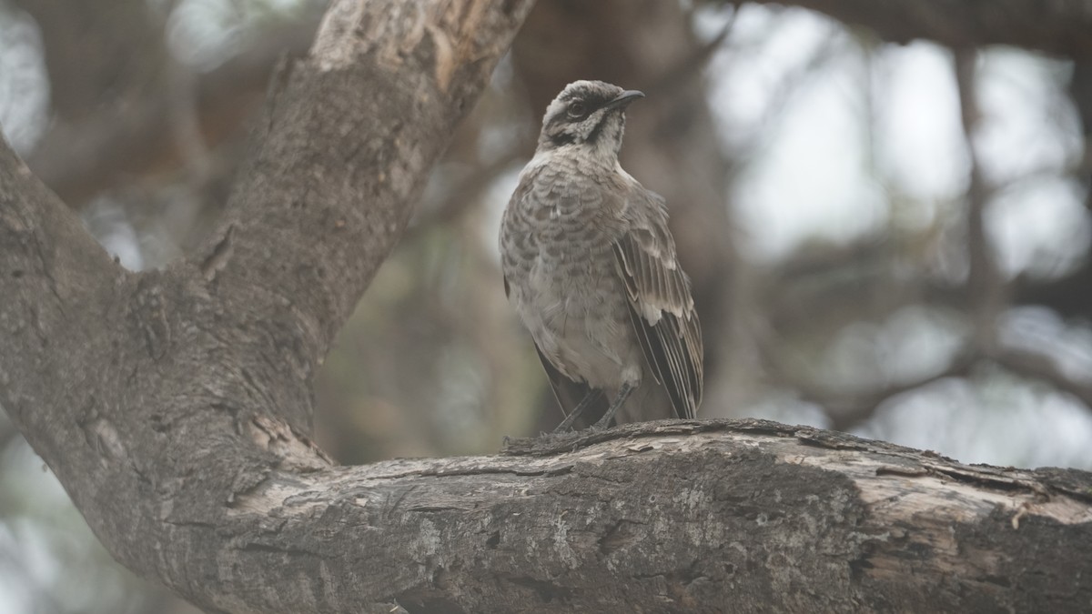 Long-tailed Mockingbird - Paul Gössinger