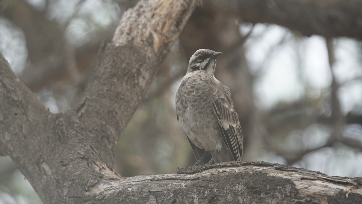 Long-tailed Mockingbird - Paul Gössinger