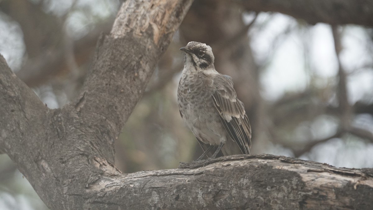 Long-tailed Mockingbird - Paul Gössinger