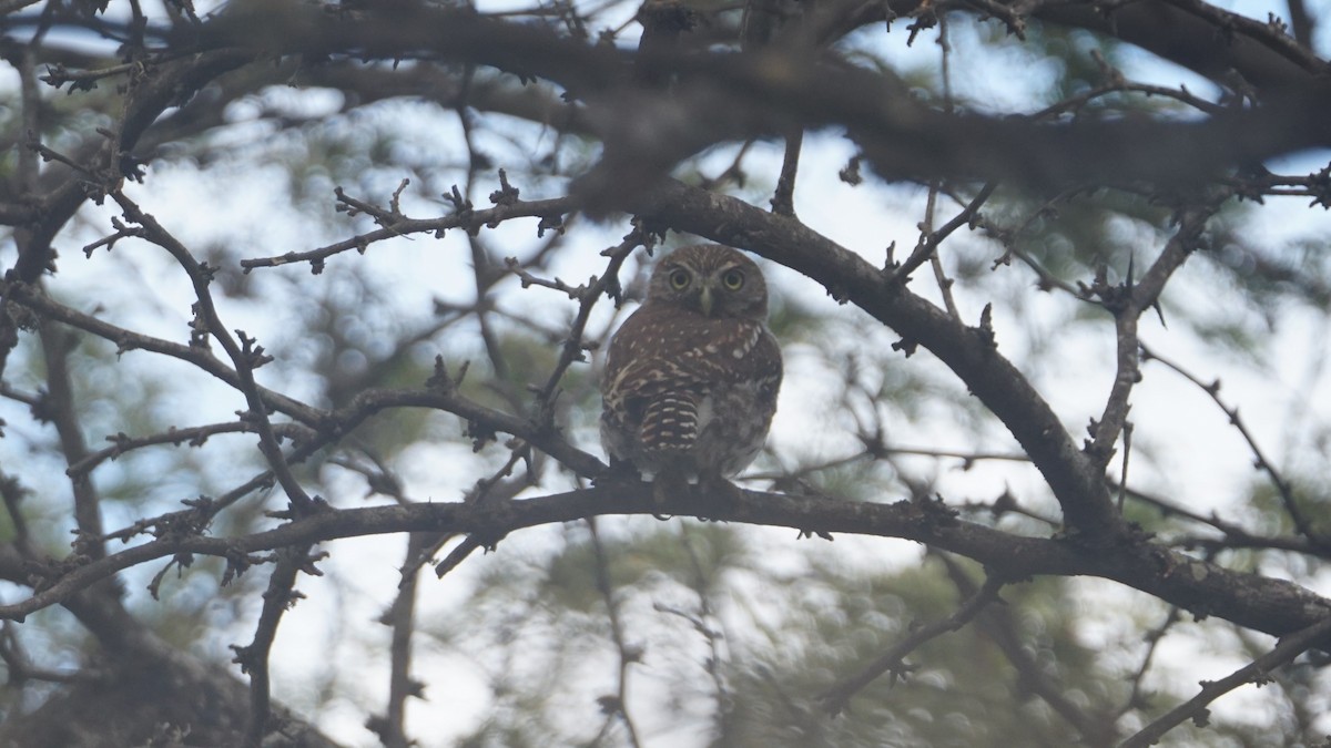 Peruvian Pygmy-Owl - ML619071520