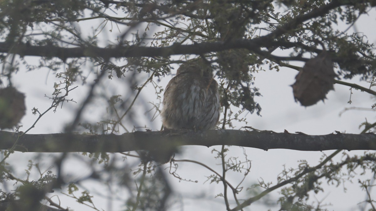 Peruvian Pygmy-Owl - ML619071521