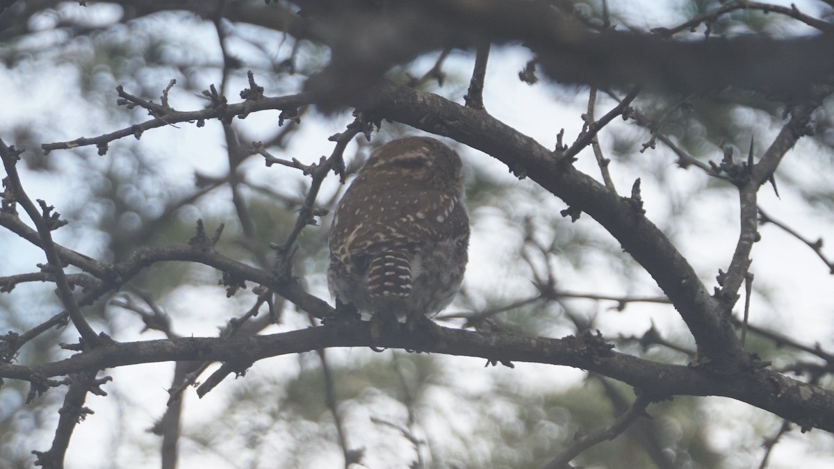 Peruvian Pygmy-Owl - ML619071523