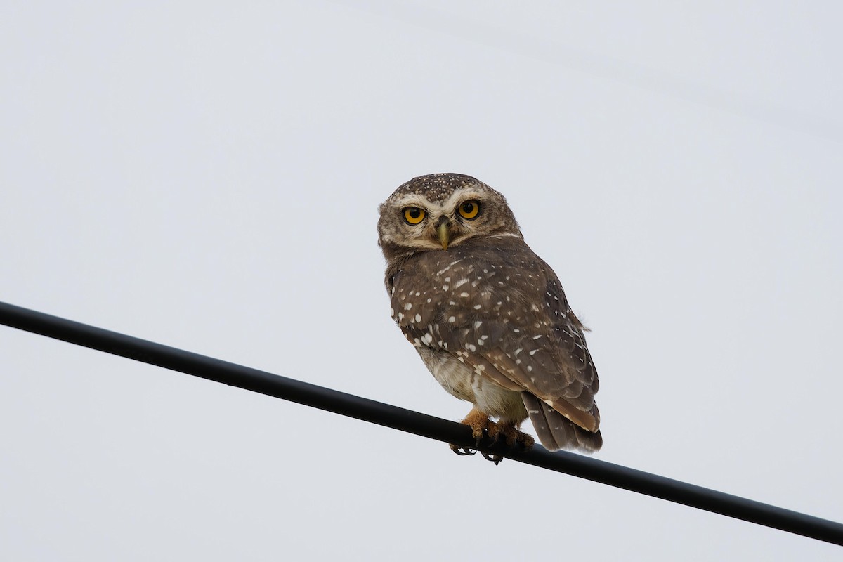 Spotted Owlet - Paul Passant