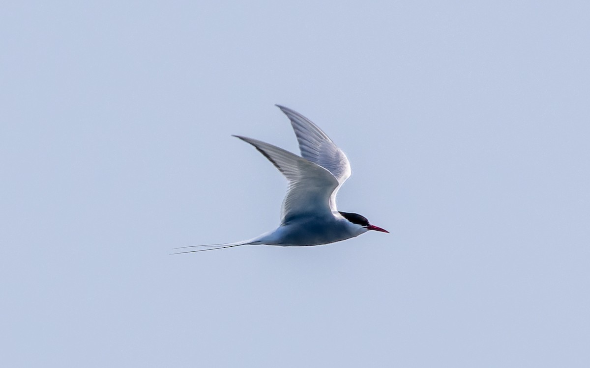 Arctic Tern - Eero Rasi
