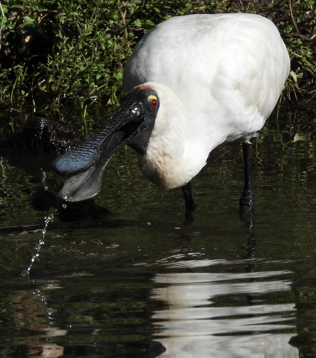 Royal Spoonbill - ML619071540