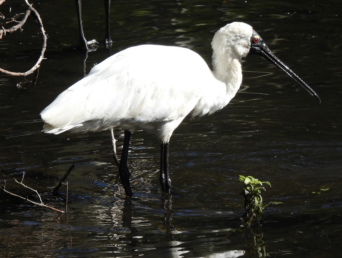 Royal Spoonbill - Maylene McLeod