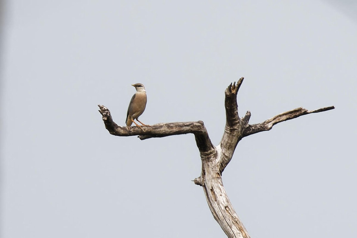 Vinous-breasted Myna - ML619071546