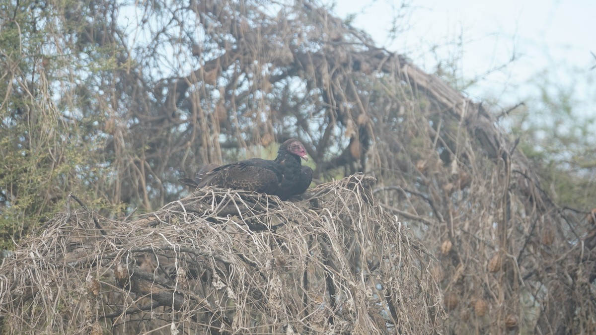 Turkey Vulture - Paul Gössinger