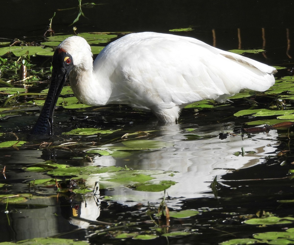 Royal Spoonbill - ML619071558