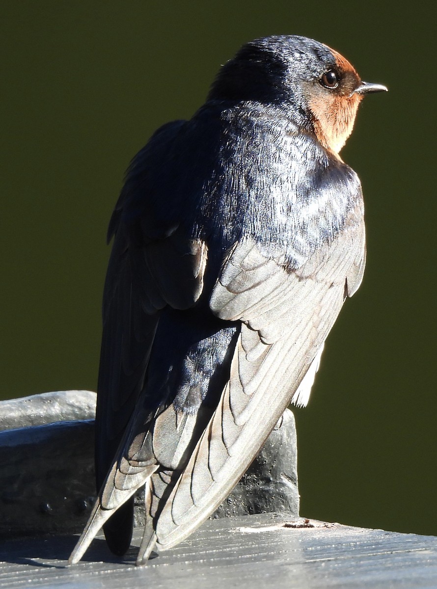 Golondrina Australiana - ML619071590