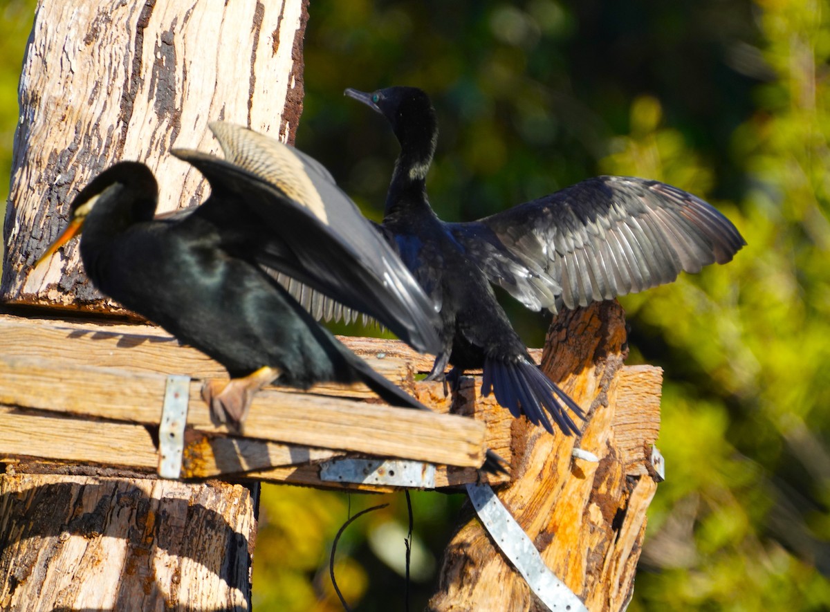 Little Black Cormorant - May Britton