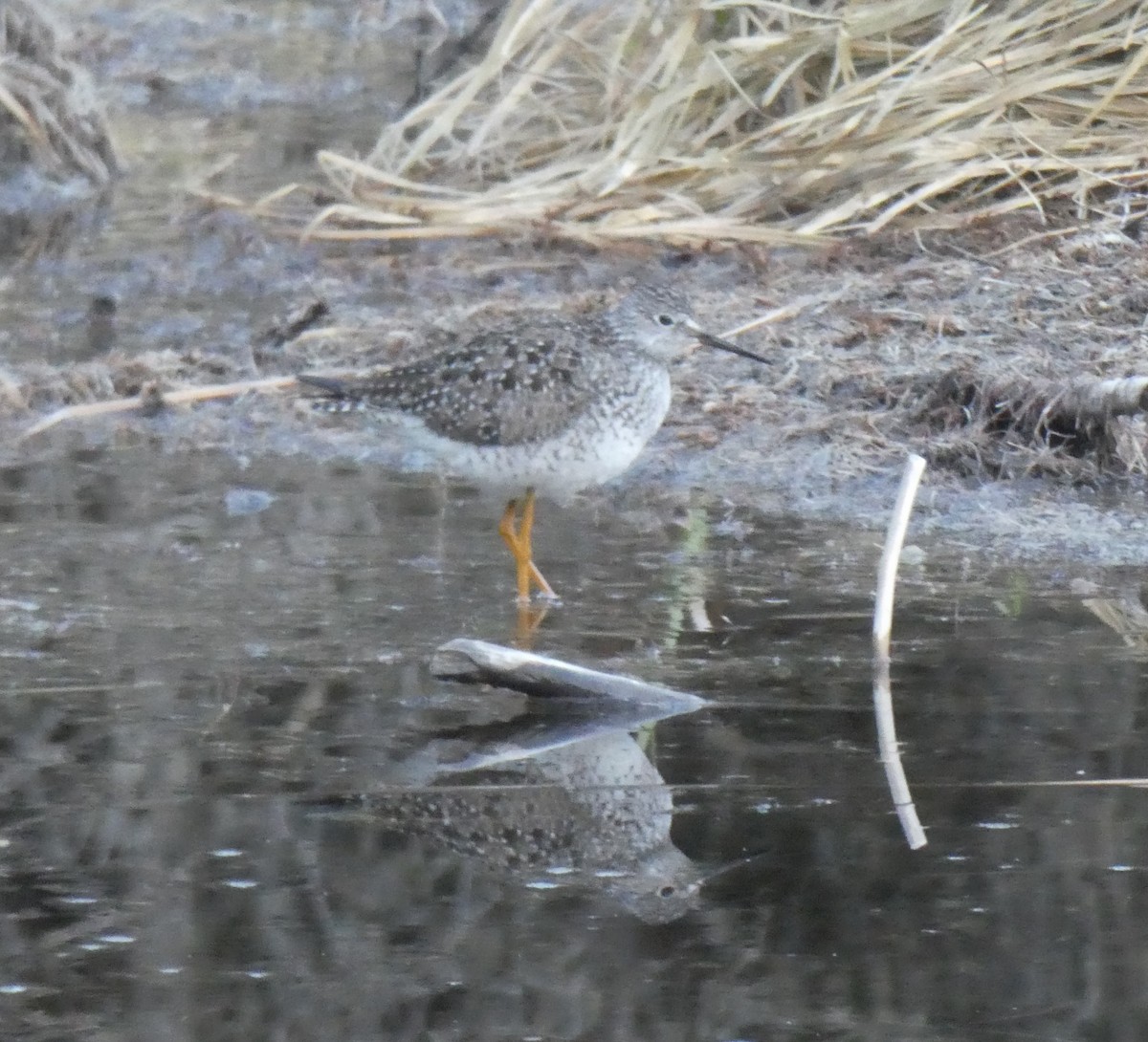 Lesser Yellowlegs - ML619071602