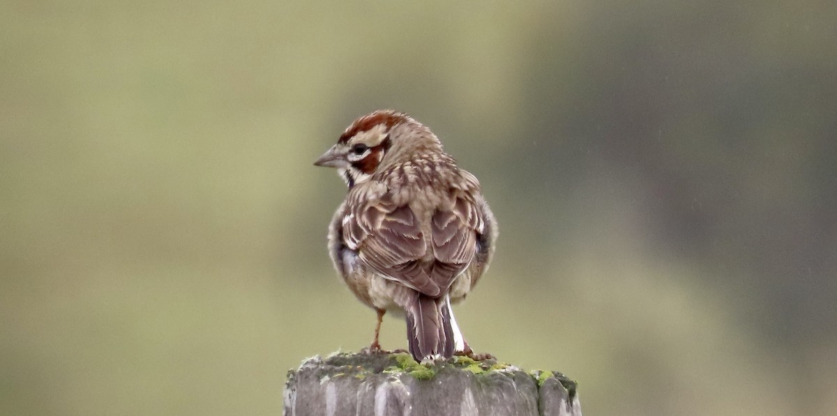 Lark Sparrow - ML619071608