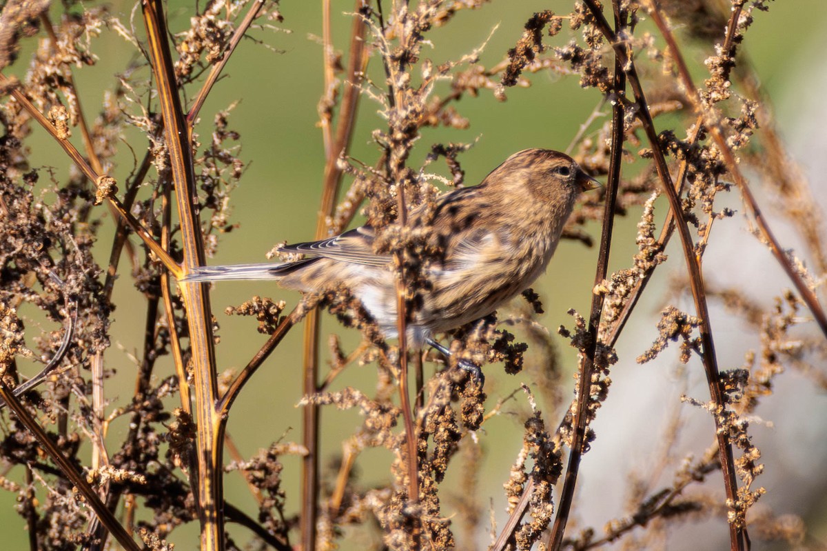 Lesser Redpoll - ML619071626