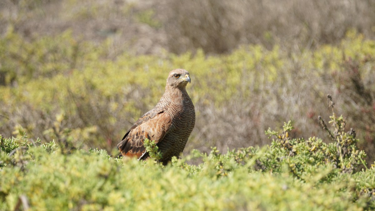 Savanna Hawk - Paul Gössinger