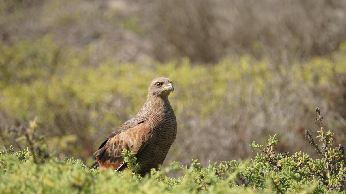 Savanna Hawk - Paul Gössinger