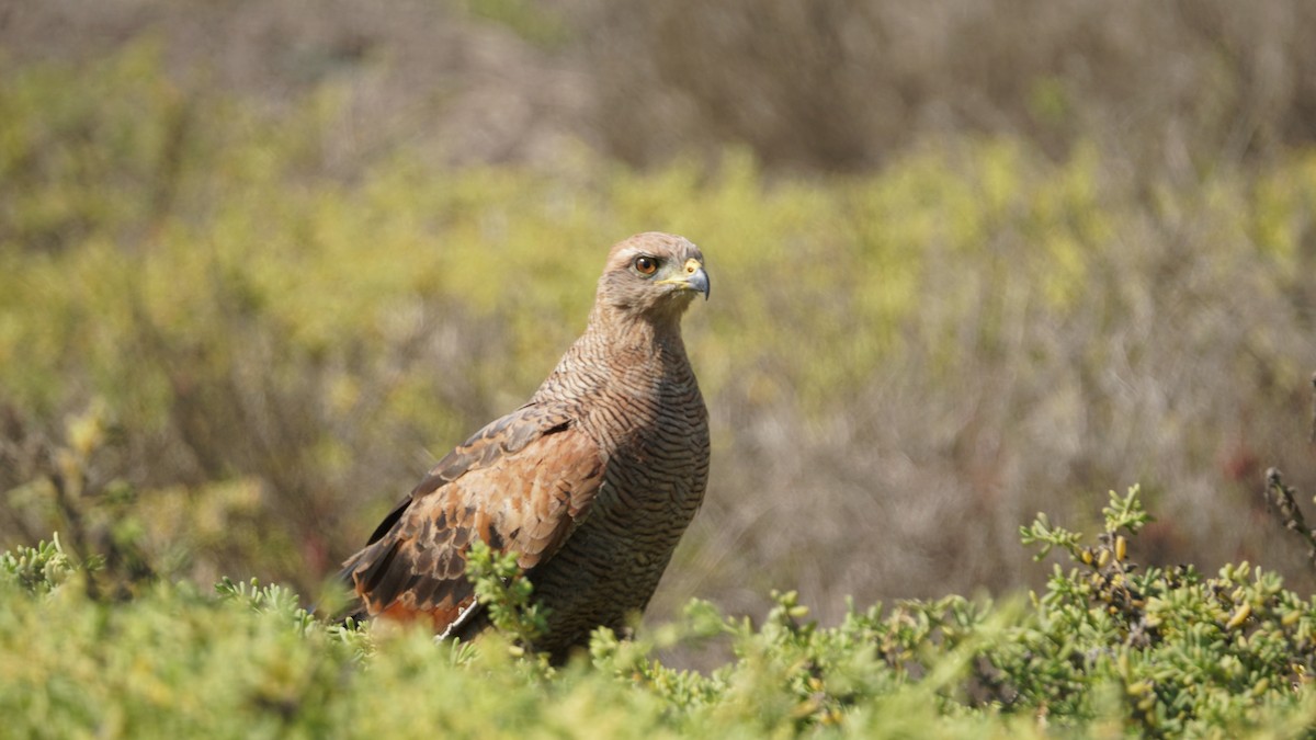 Savanna Hawk - Paul Gössinger