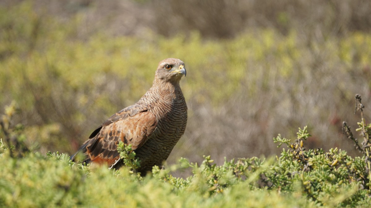 Savanna Hawk - Paul Gössinger