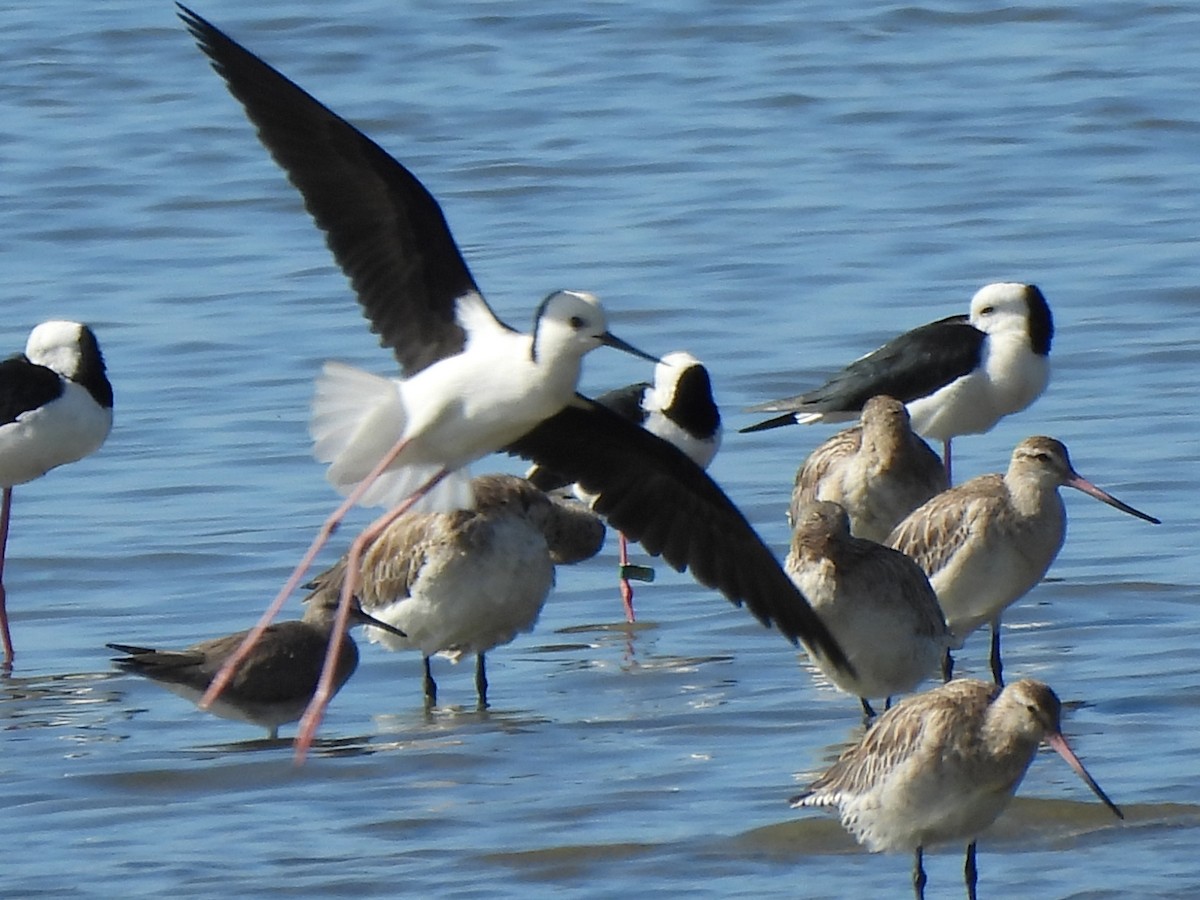 Pied Stilt - ML619071651