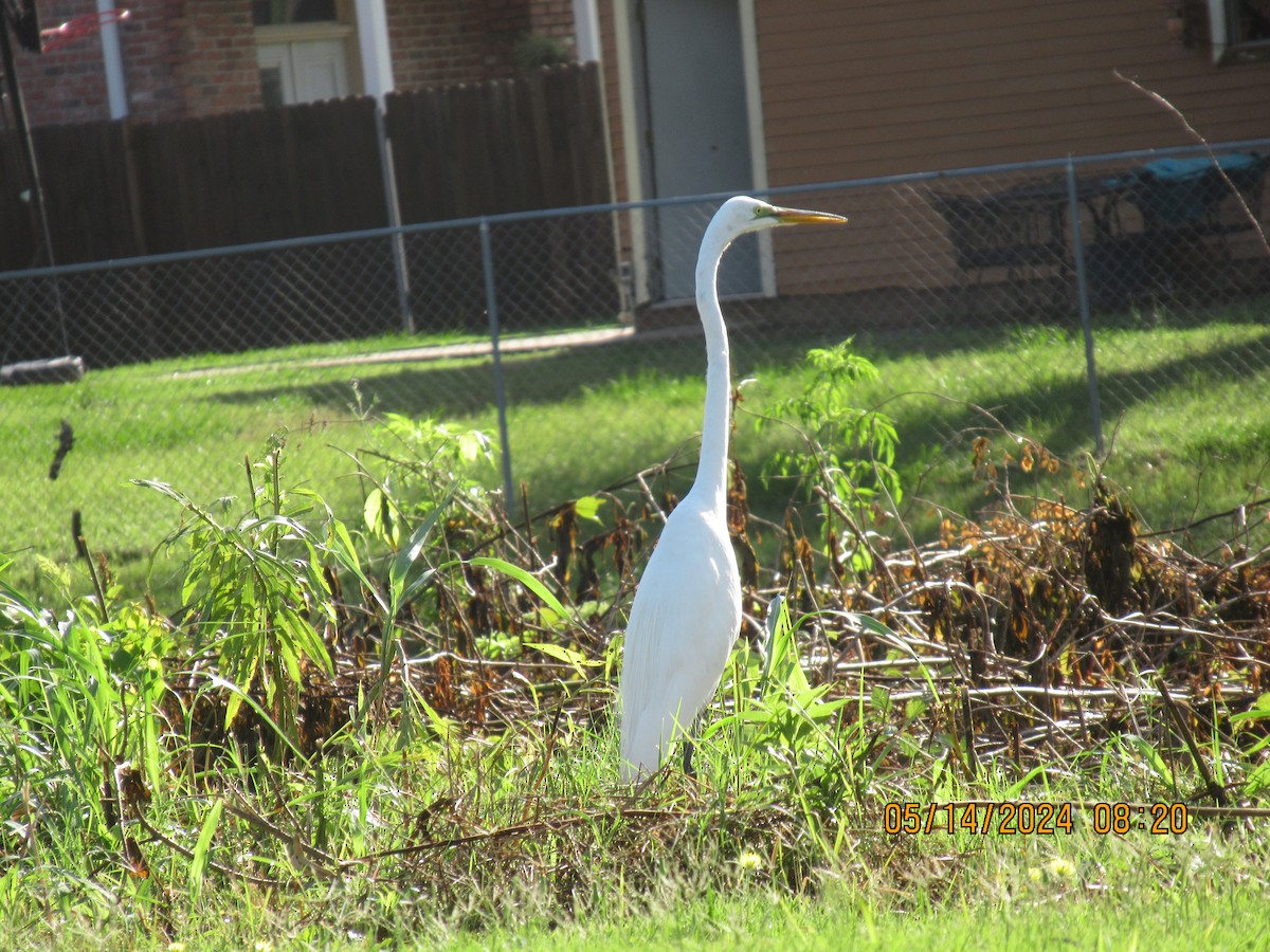 Great Egret - ML619071661