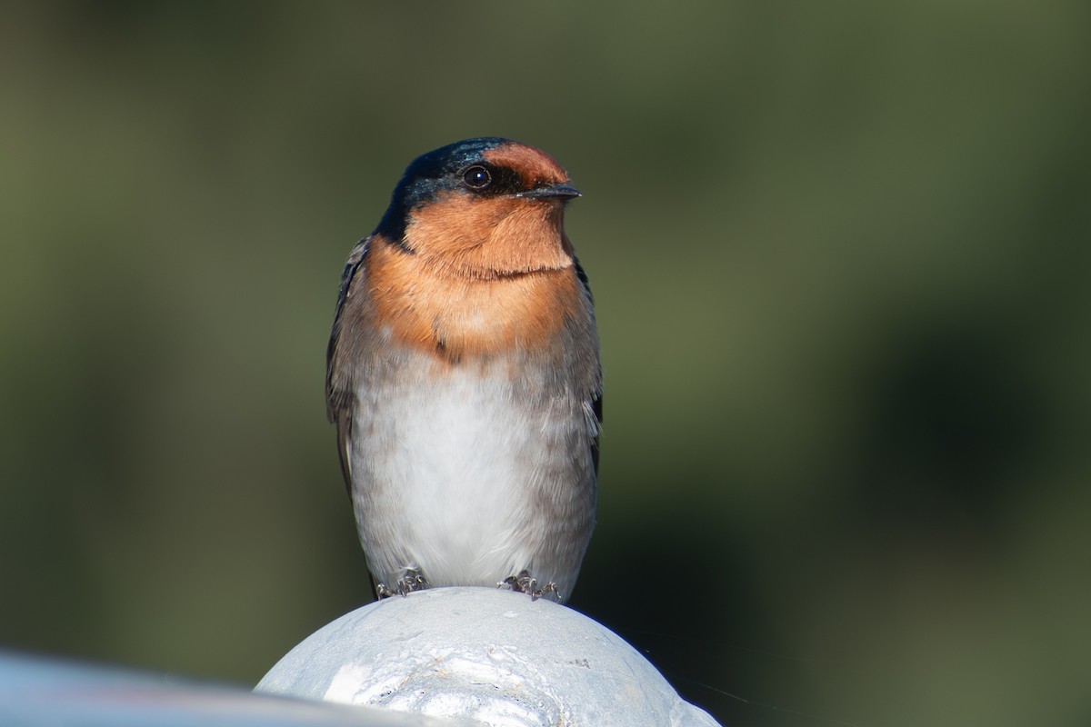 Welcome Swallow - ML619071666