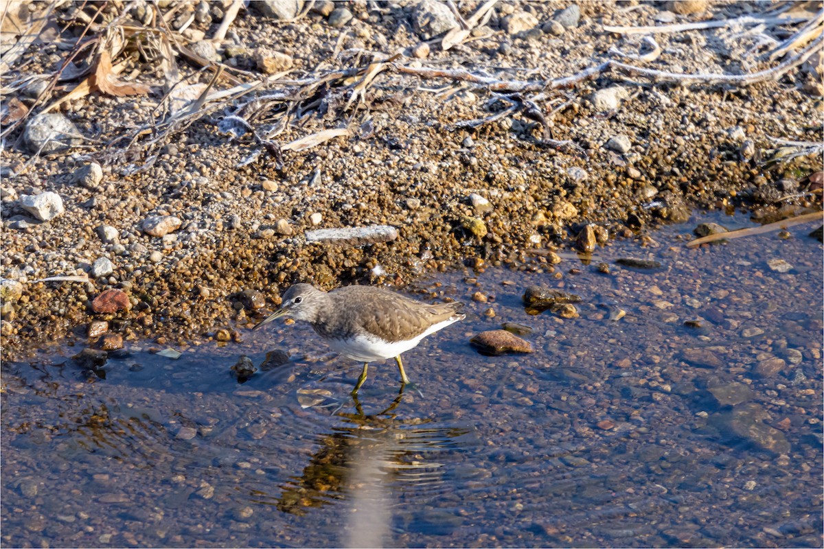 Green Sandpiper - 대준 유