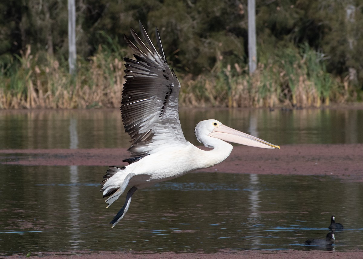pelikán australský - ML619071684