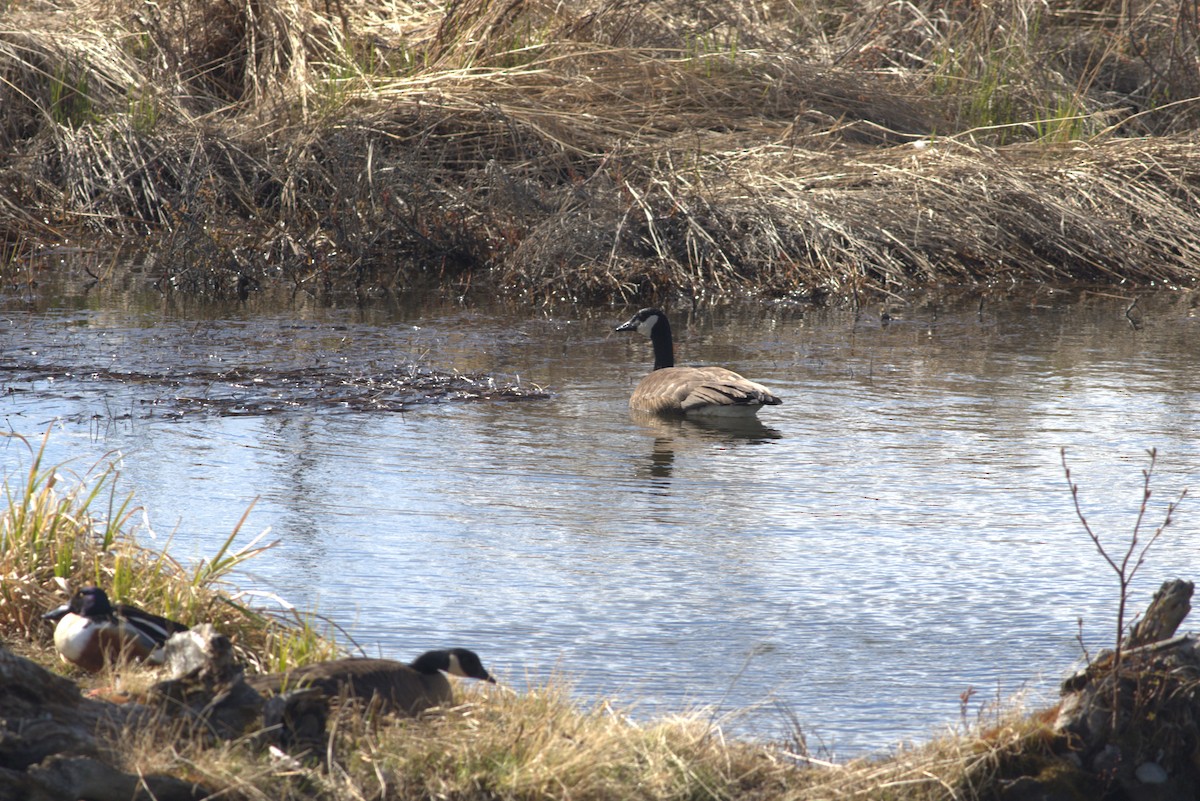 Canada Goose - David Hanna