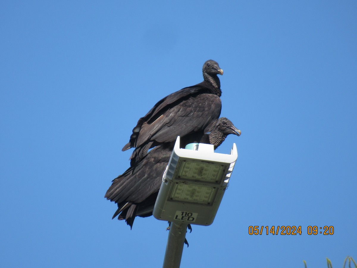 Black Vulture - Glenn Ousset