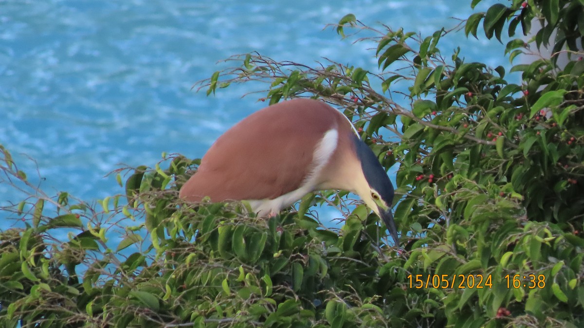 Nankeen Night Heron - Norton Gill