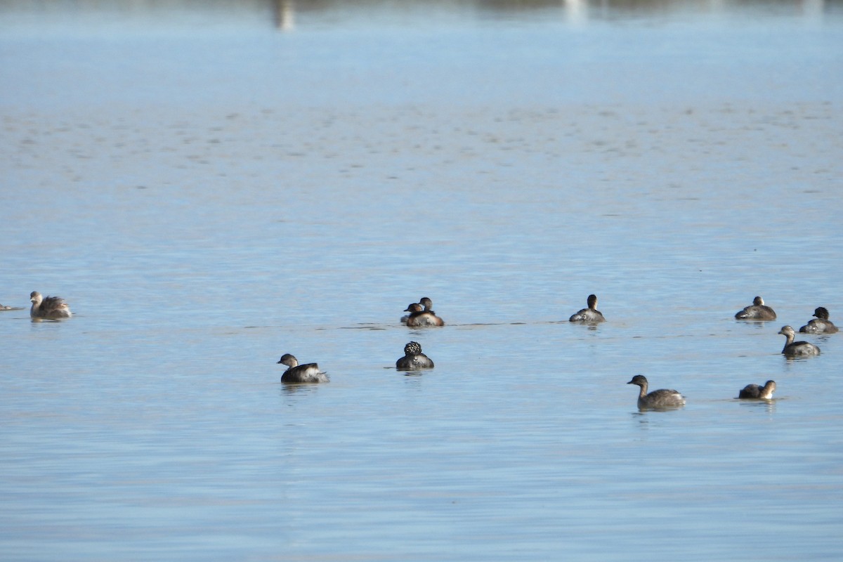 Hoary-headed Grebe - Leonie Beaulieu