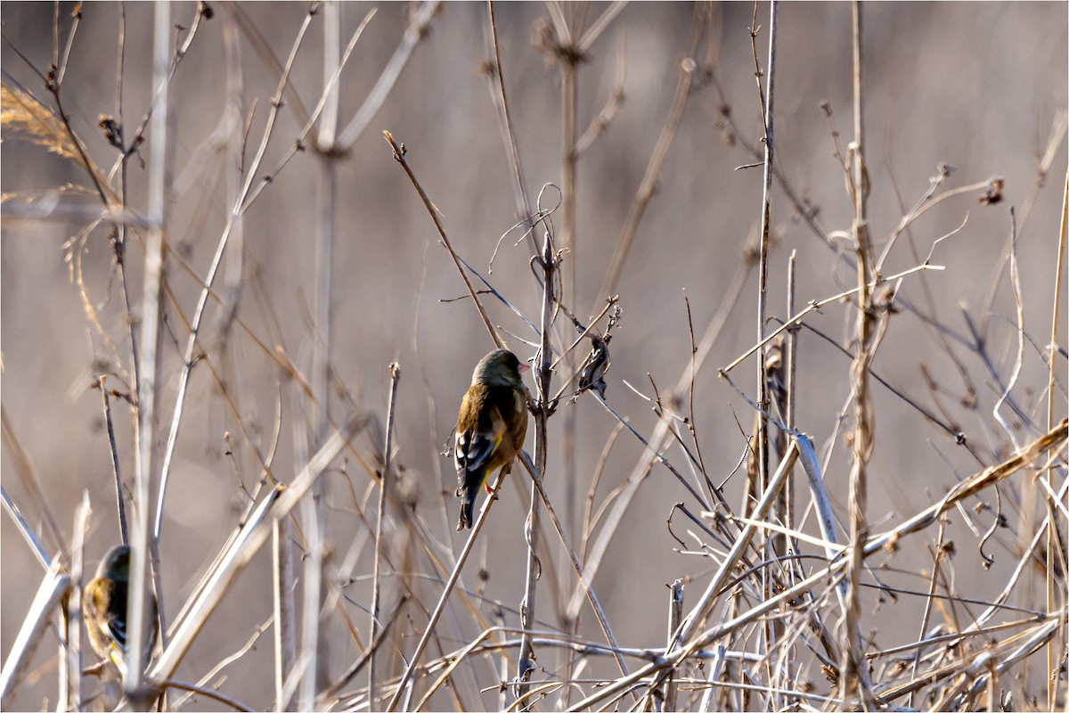 Oriental Greenfinch - 대준 유