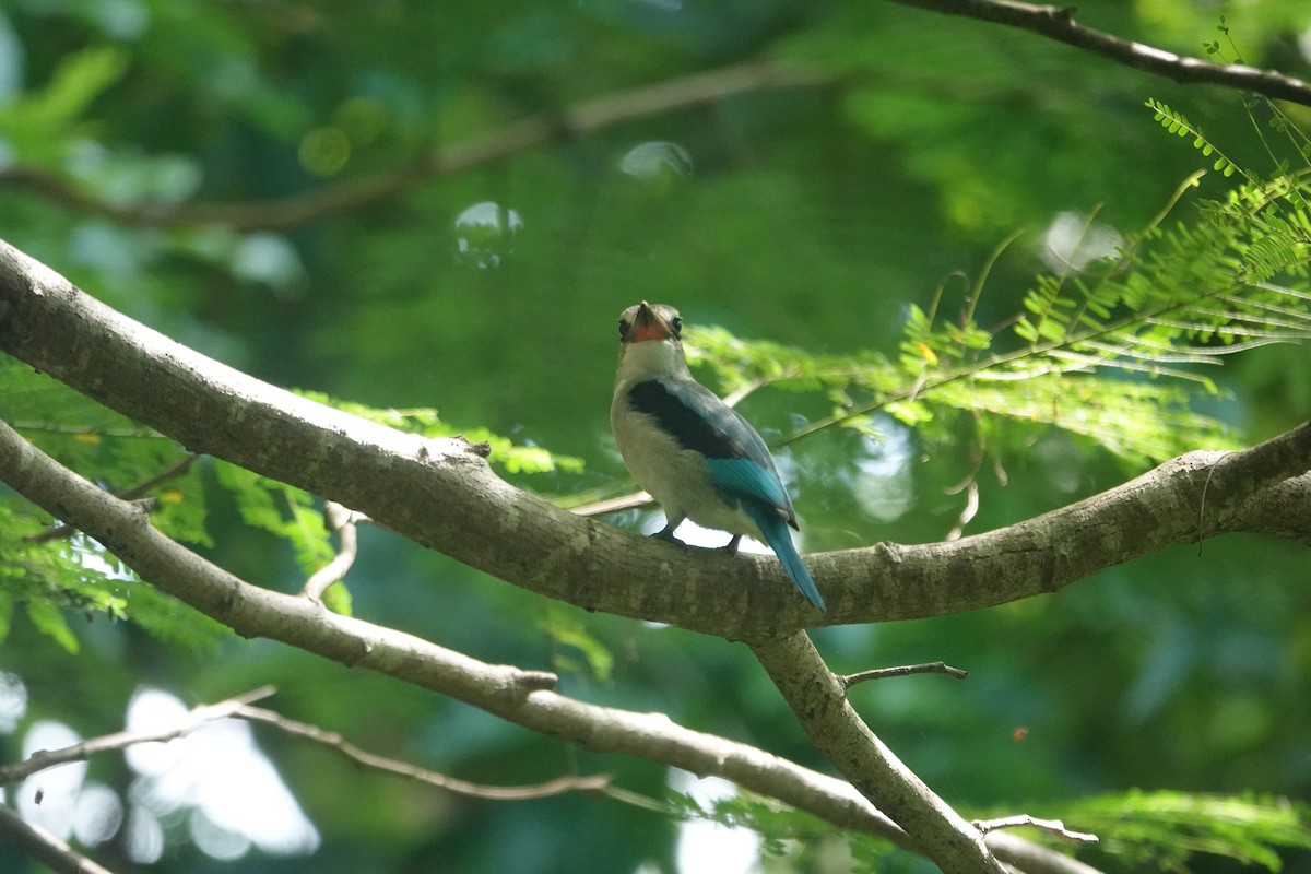 Mangrove Kingfisher - ML619071763