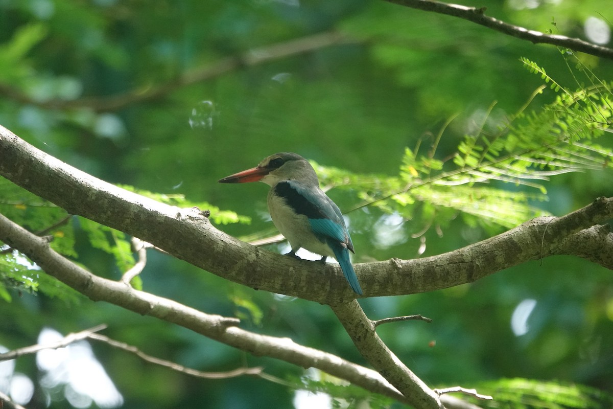 Mangrove Kingfisher - ML619071764