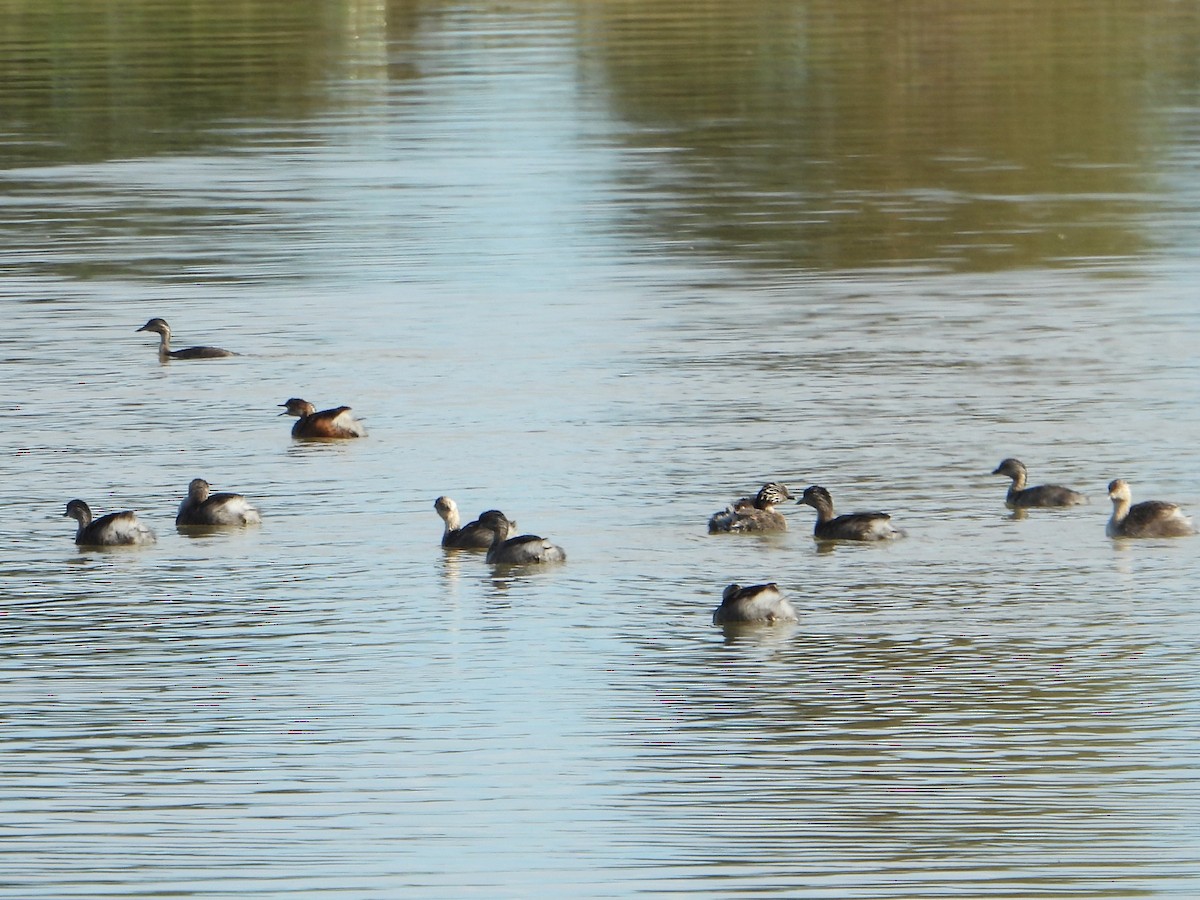 Hoary-headed Grebe - Leonie Beaulieu