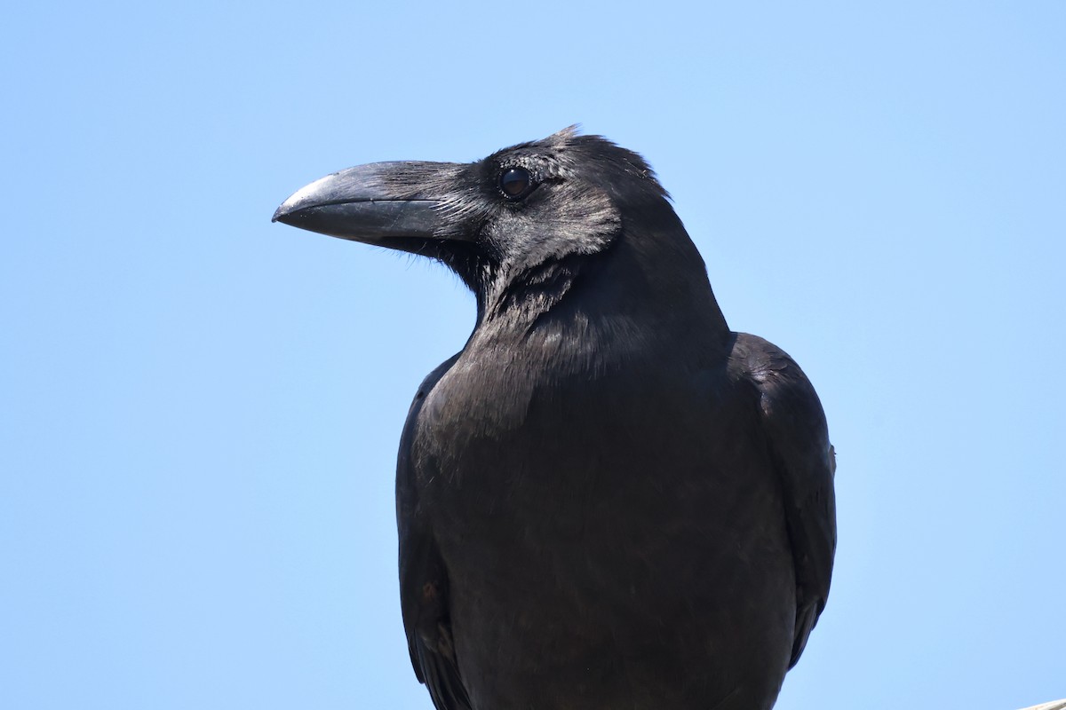 Large-billed Crow - Akinori Miura