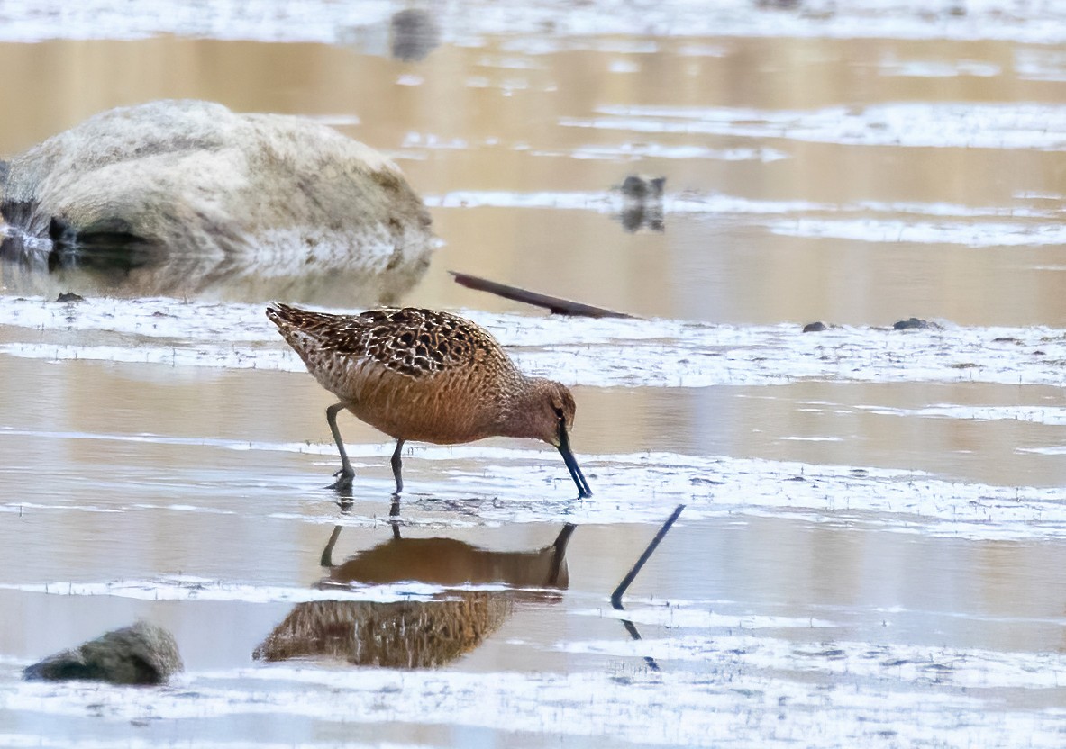 Long-billed Dowitcher - ML619071807