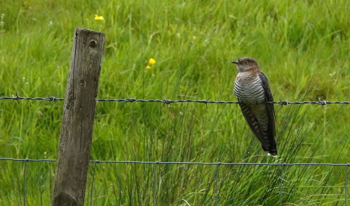 Common Cuckoo - ML619071808