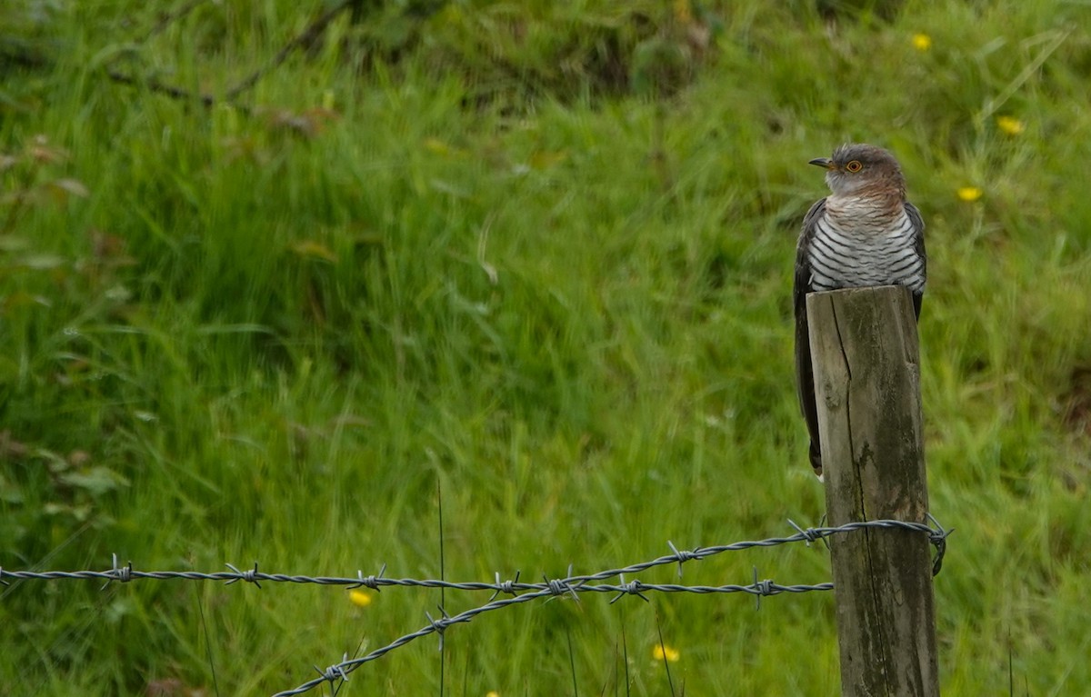 Common Cuckoo - Duncan Evered