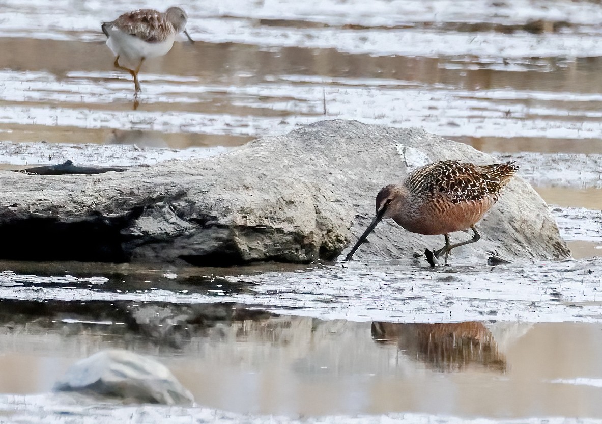 Long-billed Dowitcher - ML619071813