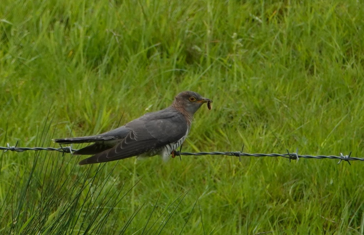 Common Cuckoo - ML619071817