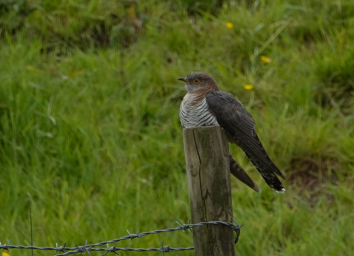 Common Cuckoo - ML619071819